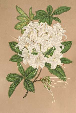 杜鹃花是一种白色植物`Azalea sinensis var Albiflora (1854~1896) by Charles Antoine Lemaire