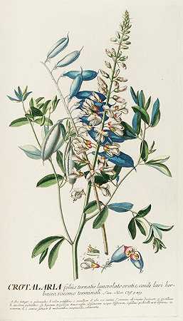 巴豆`Crotalaria II (1750~1773) by Georg Dionysius Ehret