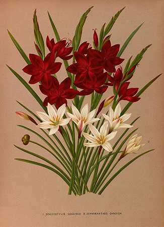 球虫裂殖体。2假丝苔藓`Schizostylis Coccinea. 2 . Zephyranthes Candida (1872~1881) by Arentine H. Arendsen