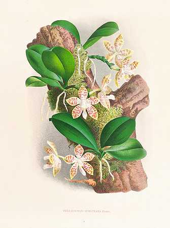 苏门答腊蝴蝶兰`Phalaenopsis sumatrana (1885~1906) by Jean Jules Linden