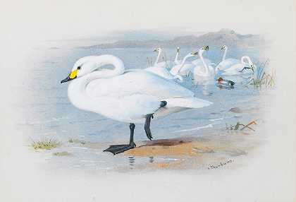 贝维克和天鹅`Bewicks Swan by Archibald Thorburn