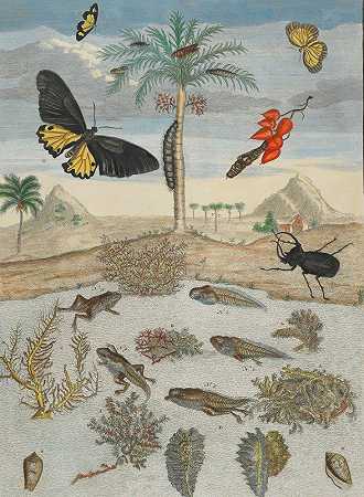 有岛屿背景的昆虫和鱼类`Insects and Fish with Island Background (1705~1771) by Maria Sibylla Merian