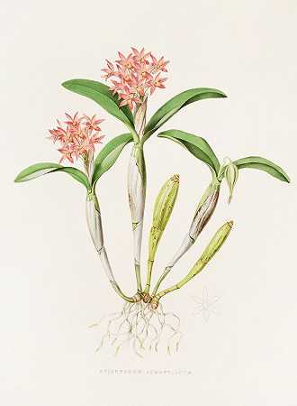 奥兰蒂亚库姆`Epidendrum Aurantiacum (1837~1843) by James Bateman