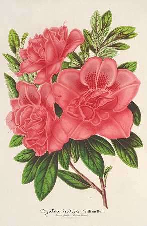 杜鹃花`Azalea (indica, hybrida) William Bull (1854~1896) by Charles Antoine Lemaire