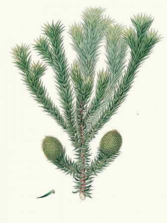 Arucaria barsiliana=巴西松`Arucaria Brasiliana = Brazil pine (1837) by Aylmer Bourke Lambert