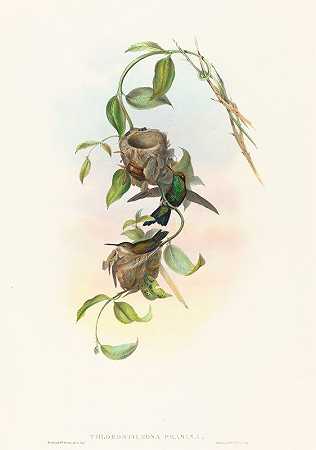 普拉西纳绿斯蒂尔博纳（Punchrans祖母绿）`Chlorostilbona prasina (Puncherans Emerald) by John Gould