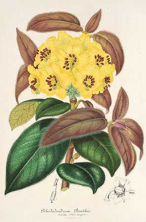 山杜鹃`Rhododendrum Boothii (1854~1896) by Charles Antoine Lemaire
