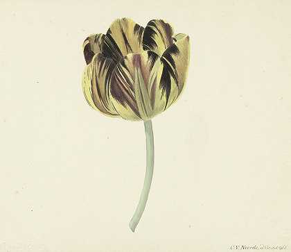一种名为Bizard Rosette的郁金香`Tulp genaamd Bizard Rosette (1741 ~ 1795) by Cornelis van Noorde