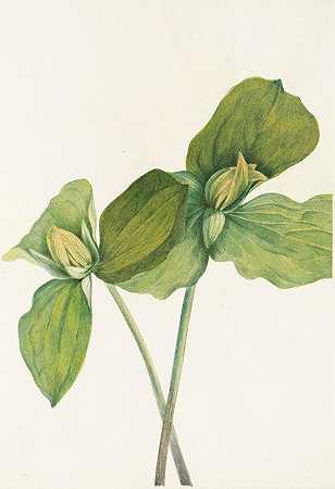 蟾蜍延龄草。（无梗延龄草）`Toad Trillium. (Trillium sessile) (1925) by Mary Vaux Walcott