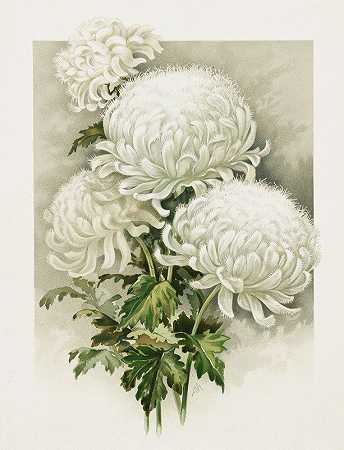 菊花`Chrysanthemums (1861–1897) by Ferdinand Schuyler Mathews