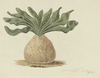 Boophone haemanthoides F.M.Leighton（Hottentots毒球，或giftbol）`Boophone haemanthoides F.M. Leighton (Hottentots poison~bulb, or giftbol) (1777 ~ 1786) by Robert Jacob Gordon