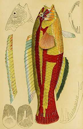 鱼十三`Fishes XIII (1885~1890) by Frederick McCoy