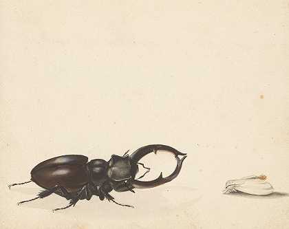 关于飞鹿和新孵出的飞蛾的研究表`Studieblad met vliegend hert en pas uitgekomen nachtvlinder (1824 ~ 1900) by Albertus Steenbergen