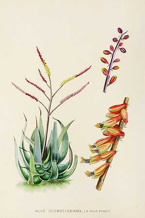 球状芦荟`Aloe Globuligemma (1921) by Illtyd Buller Pole-Evans