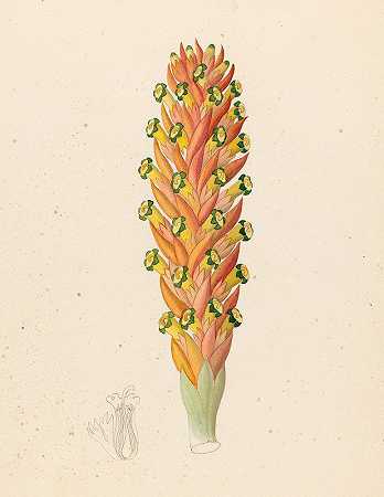 被子植物`Didinamia angiosperma [Harveya hyobanchoides] (1817) by Clemenz Heinrich Wehdemann