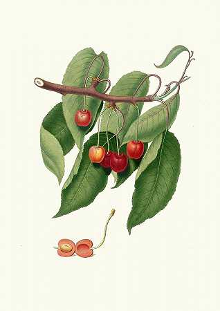 红樱桃。[樱桃樱桃]`Ciliegia duracina rossa. [Cerasus cordiformis duracina ; Cherry] (1817~1839) by Giorgio Gallesio