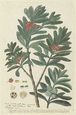 林海南。或球藻的毒枝藻（Cape wolvegift）`Hyenanche globosa Lam. or Toxicodendrum capense of globosum (Cape wolvegift) (in or after c. 1780) by Robert Jacob Gordon