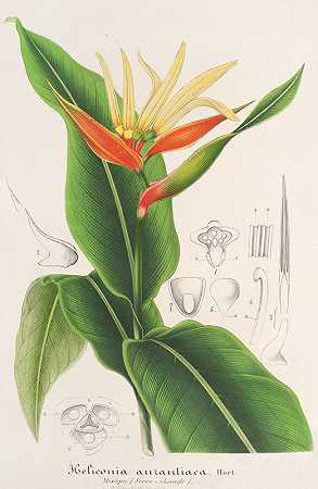 奥朗蒂卡海螺`Heliconia aurantiaca (1854~1896) by Charles Antoine Lemaire