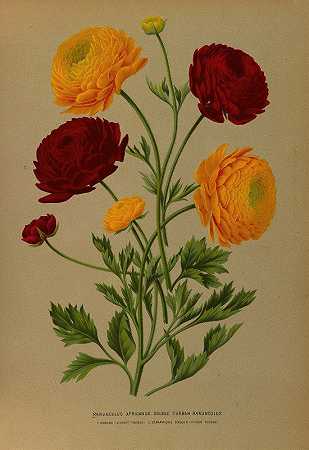 非洲毛茛。毛茛`Ranunculus Africanus. Doublé Turban Ranunculus (1872~1881) by Arentine H. Arendsen