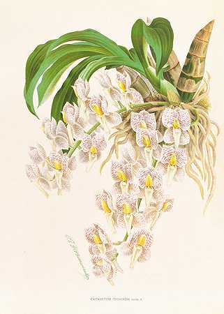 老虎催化剂`Catasetum tigrinum (1885~1906) by Jean Jules Linden