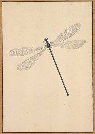 蜻蜓`A Dragonfly (early 18th–mid 18th century) by Nicolaas Struyk