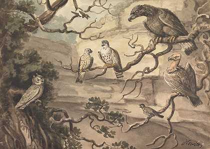 一只猫头鹰、一只老鹰、两只猎鹰、一只秃鹫和其他栖息在树上的鸟类`An Owl, an Eagle, Two Falcons, a Vulture and Other Birds Perched in Trees by Samuel Howitt