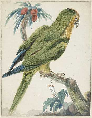 黄头鹦鹉`Geelvoorhoofd parkiet (Bolborhyuchus aurifrons) (1650 ~ 1719) by Jan Weenix