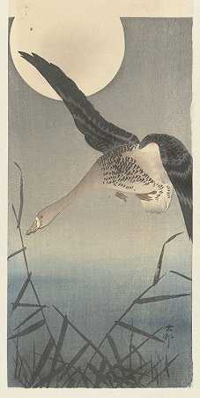鹅`Goose (1900 ~ 1930) by Ohara Koson