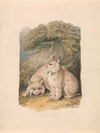 生活中的加拿大猞猁`The Canada Lynx from the Life (ca. 1817) by Samuel Howitt