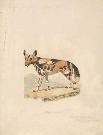 阿比西尼亚犬`Abyssinian Dog (ca. 1813) by Samuel Howitt