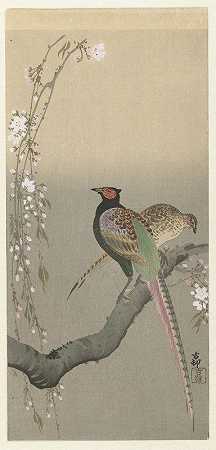 一对野鸡和樱花`Pair of pheasants and cherry blossom (1900 ~ 1930) by Ohara Koson