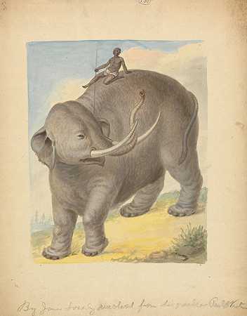 大象和骑手。`Elephant with Rider. by James Sowerby