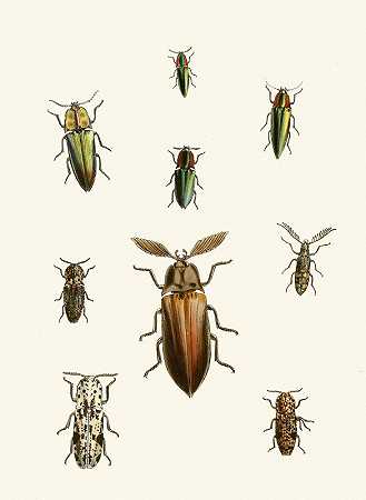 东方昆虫学内阁Pl XXXVI`The cabinet of oriental entomology Pl XXXVI (1848) by John Obadiah Westwood
