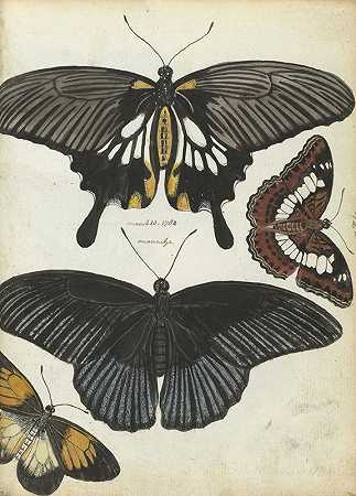 印度蝴蝶`Indische vlinders (1784) by Jan Brandes