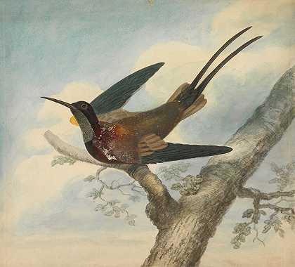 天堂鸟`Bird of Paradise by James Sowerby