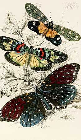 埃塞俄比亚`Eterusia tricolor, Erasmia pulchella, Amesia sanguiflua (1833) by James Duncan