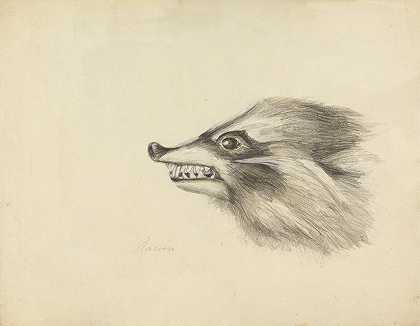 浣熊头`Head of a Racoon by James Sowerby