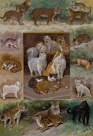 猫科动物`Felines by William Henry Drake