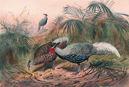 野鸡`The Lineated Pheasant (1861~1867) by Joseph Wolf