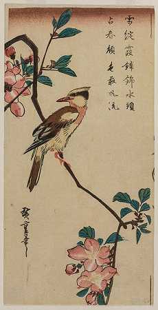 霍尔海棠上的黑枕黄鹂（韩国莺）`Black~Naped Oriole (Korean Warbler) on a Hall Crabapple (1832~35) by Andō Hiroshige