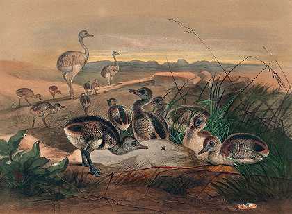美洲瑞亚`The American Rhea (1861~1867) by Joseph Wolf