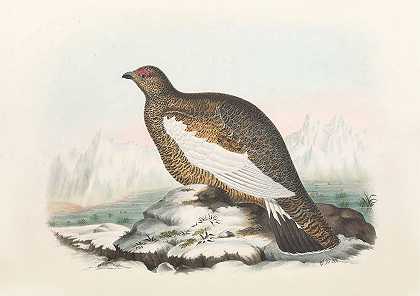 斯匹次卑尔根-帕尔米根`Spitzbergen Ptarmigan (1865) by Daniel Giraud Elliot