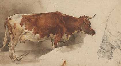 站在右边的奶牛和奶牛的草图`Staande koe, naar rechts, en schets van een rund (1845 ~ 1926) by Willem Carel Nakken