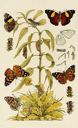 昆虫2`Insects II (1885~1890) by Frederick McCoy