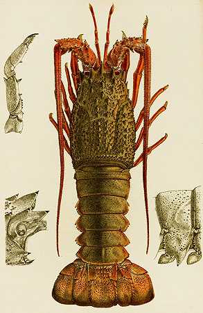 甲壳类动物I`Crustacea I (1885~1890) by Frederick McCoy