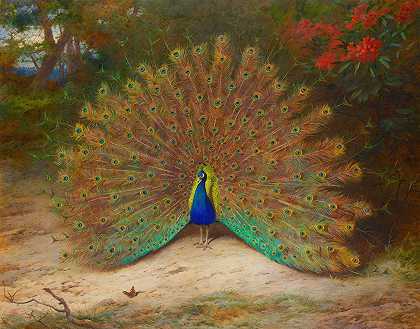 孔雀和孔雀蝴蝶`Peacock And Peacock Butterfly by Archibald Thorburn