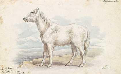 长绒毛的马，原始的白马`Villous Horse, Primeval White Stock (1837) by Charles Hamilton Smith