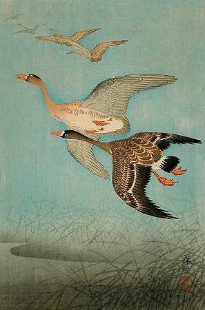 飞雁`Flying Geese (1926) by Ohara Koson