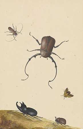 四只甲虫和一只会飞的臭虫`Four Beetles and a Flying Stink Bug (1715) by Nicolaas Struyk