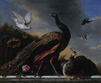雄孔雀和雌孔雀`Peacocks, male and female (1681) by Melchior d;Hondecoeter